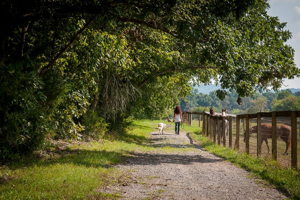 A place to roam with your favourite dog