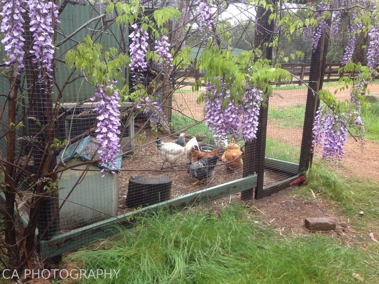 Gumleaf Cottage Farmstay Farm Stays For Rent In Hovea