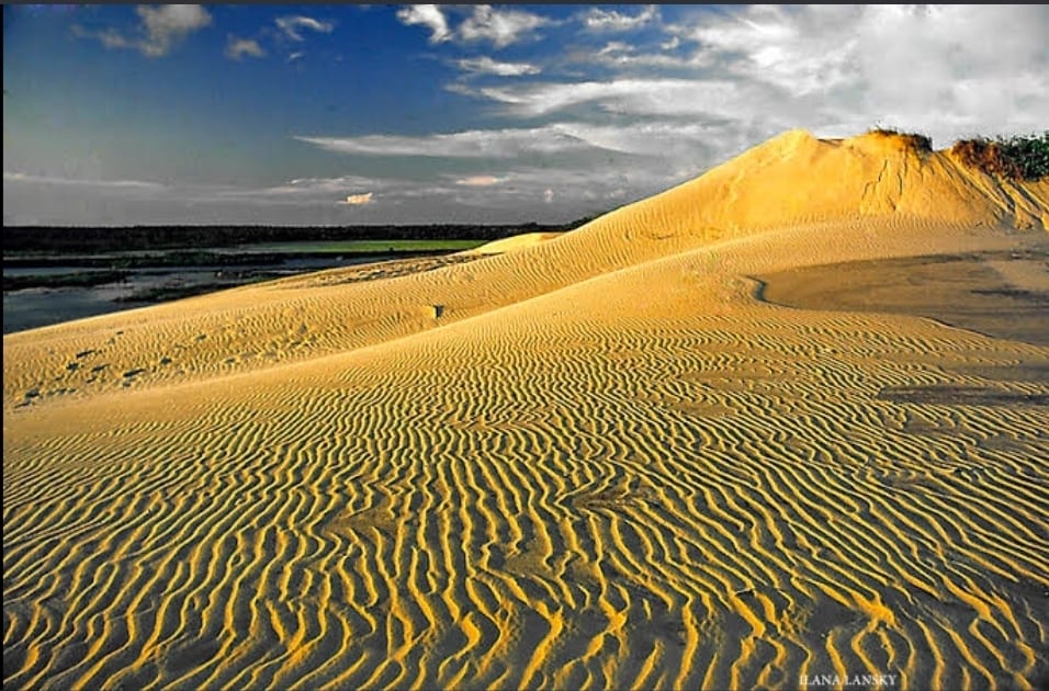 A vast landscape of golden sand dunes is presented, featuring gentle undulations and intricate patterns formed by the wind. A clear sky with light clouds enhances the serene environment, showcasing the natural beauty of the dunes.
