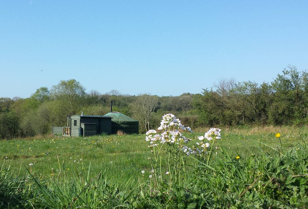 Meadow Yurt is in an actual meadow!