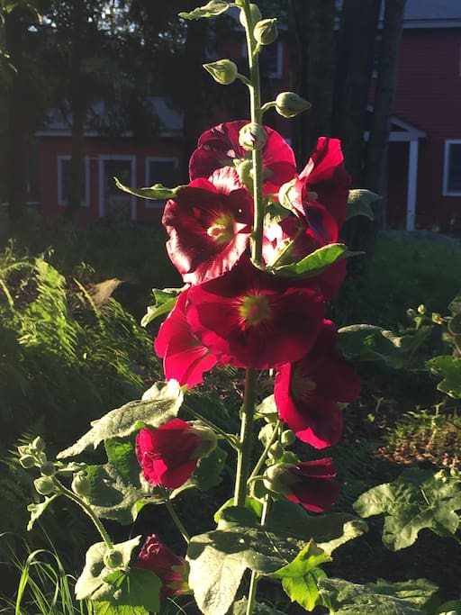 Prize Hollyhocks