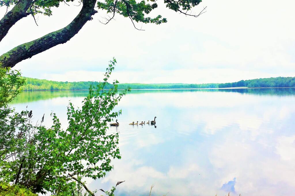 View from our lakefront site (8.6 miles form the house) at the 250 acre Lake Gouldsboro .