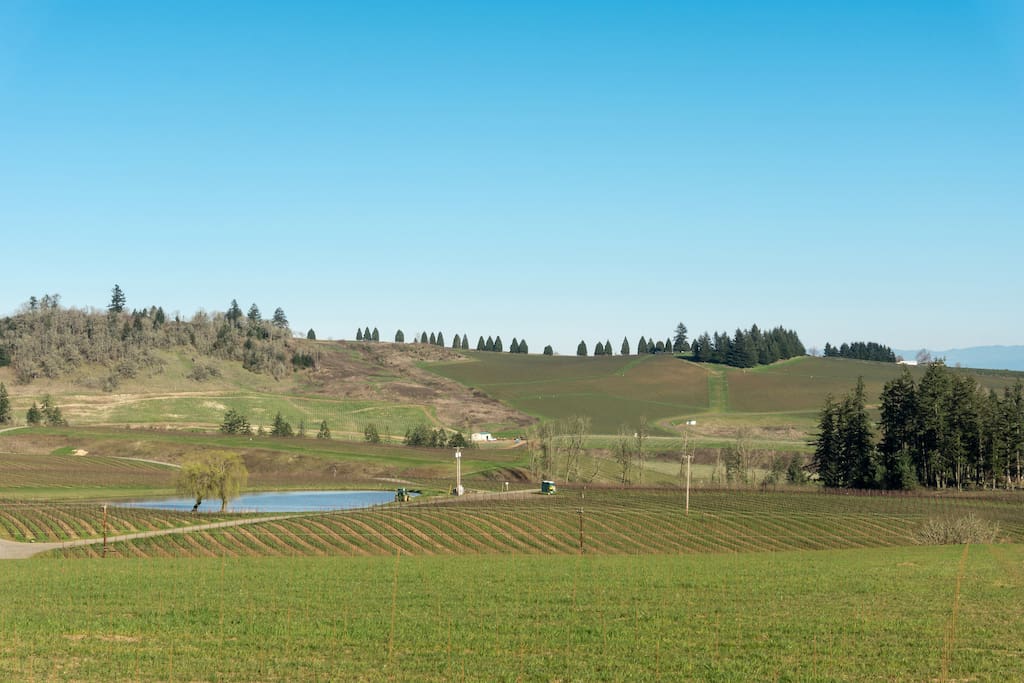 Fantastic views of the vineyards of the Eola-Amity Hills