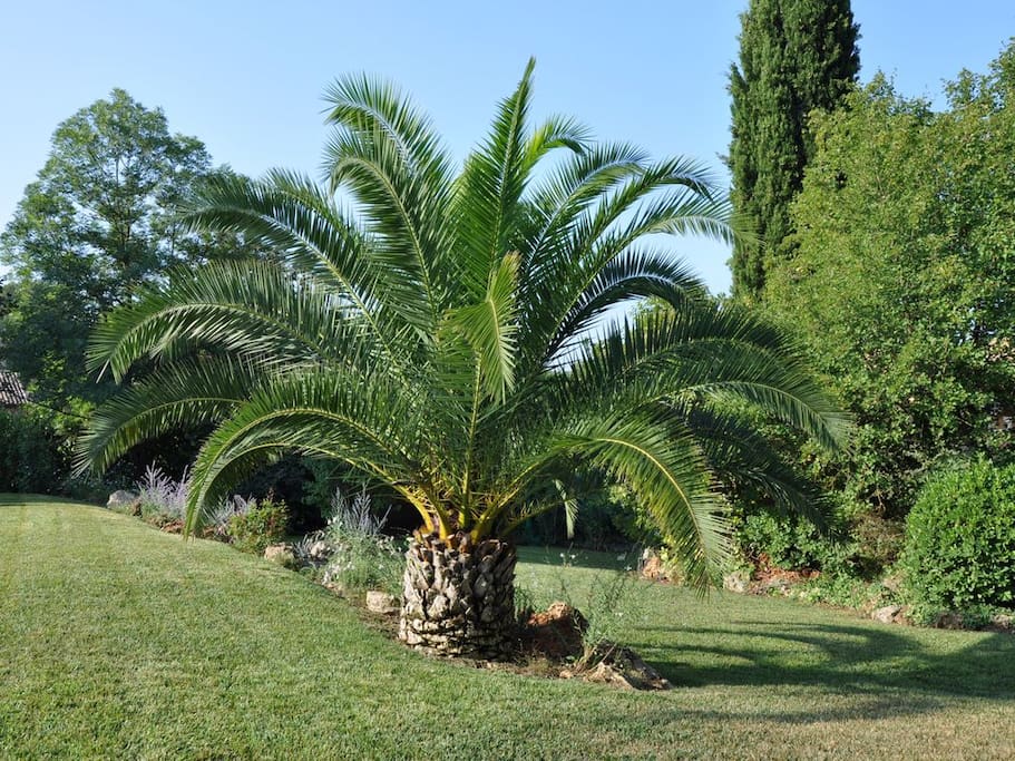 Garden palm tree