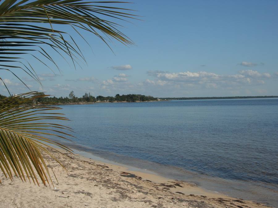 A serene beach scene is depicted, featuring soft sand along the shoreline and calm waters extending into the distance. A palm frond is lightly visible in the foreground, adding a touch of tropical greenery to the tranquil landscape.