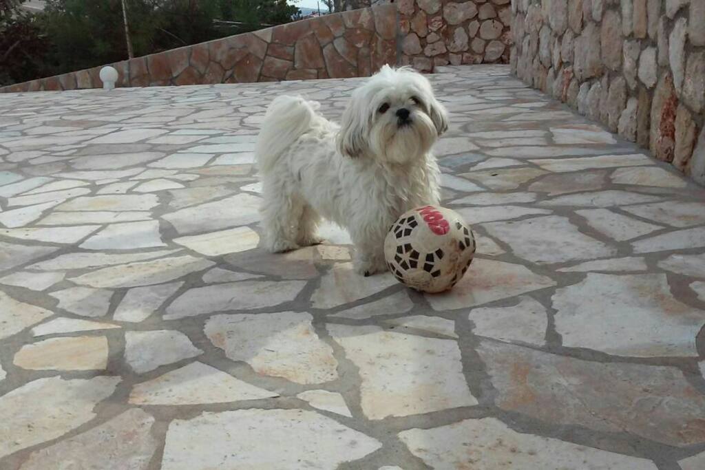 This is Paco
