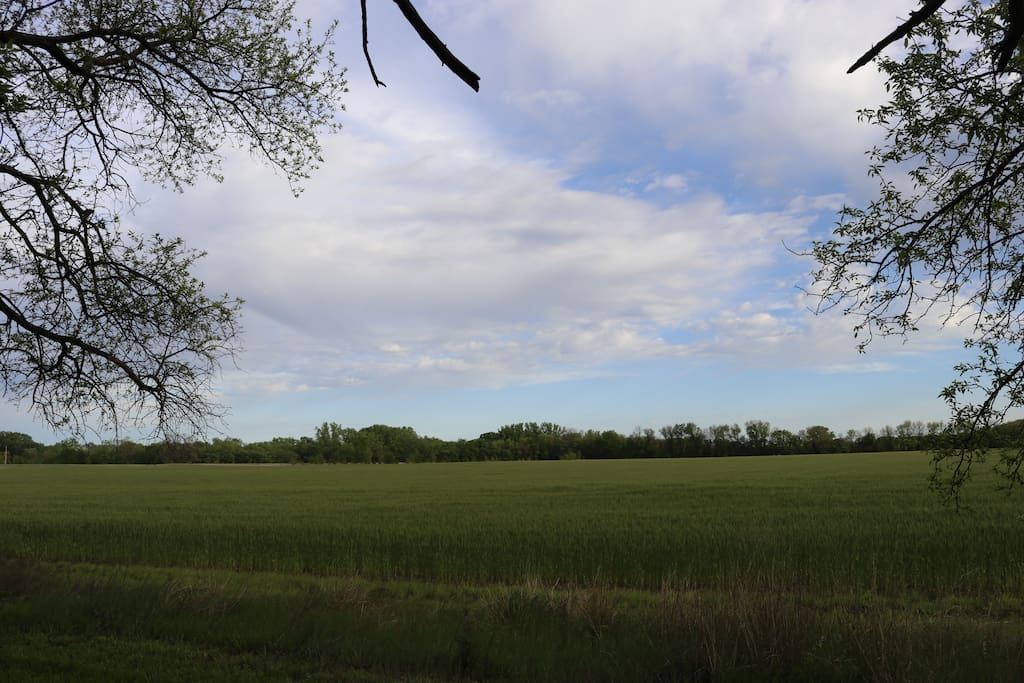 View of Farmland from backyard