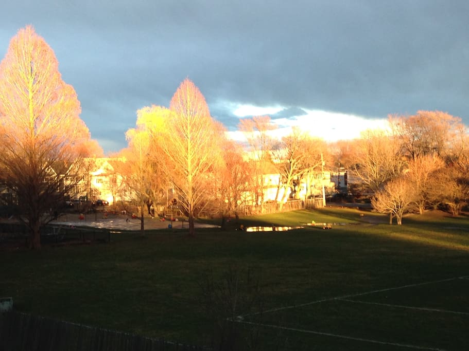 Our backyard view