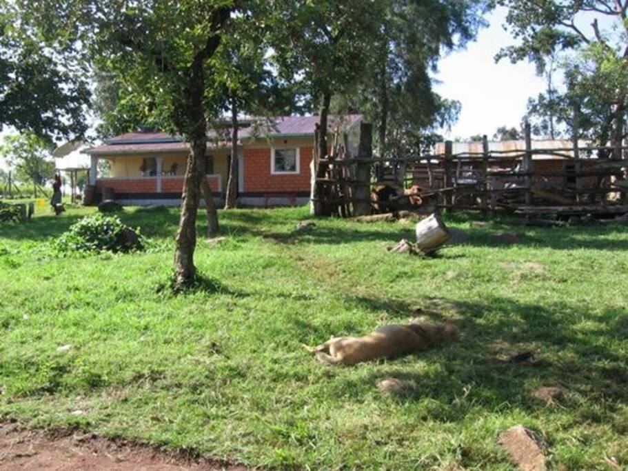 Home and cowshed behind
