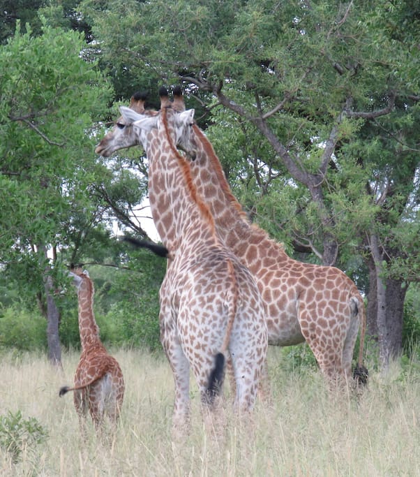 Giraffe at Dombeya