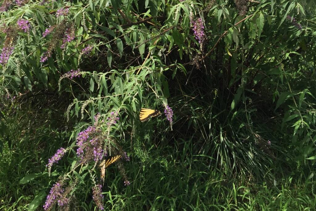 Enjoy flower gardens that provide food for gorgeous insects during warmer months and birds throughout the year. Plenty of wildlife to see everyday.