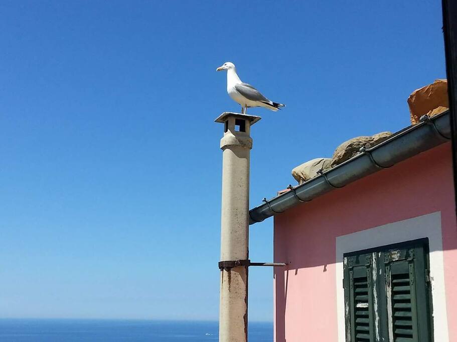 Jonathan Livingston