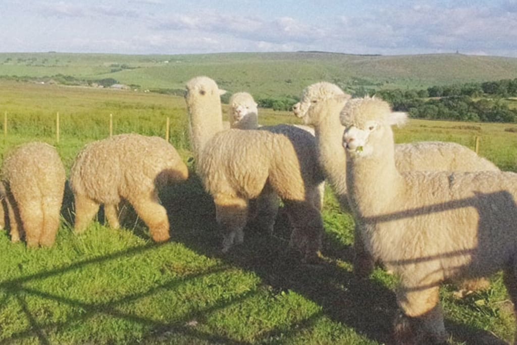 Apple Tree Farm Alpacas