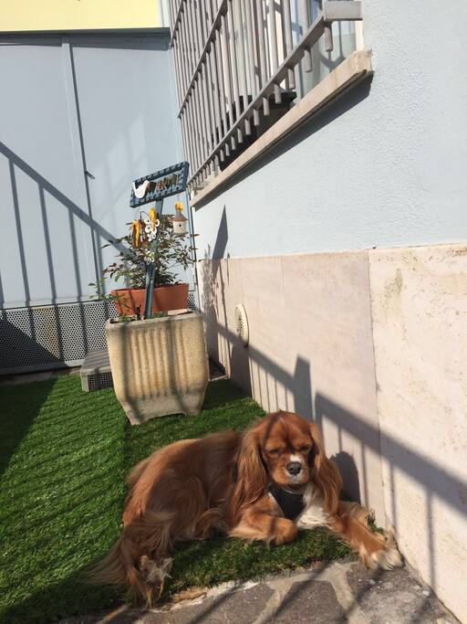 Leo temporaneamente nel suo giardino