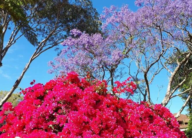 Tropical Hide-Away close to Manly gallery image 5