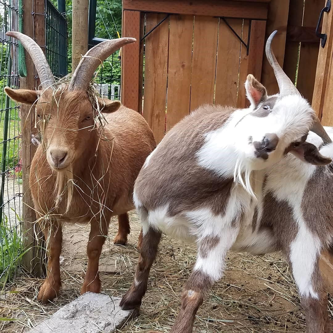 Two goats are pictured in a fenced area. One goat has a reddish-brown coat with curved horns, and the other is white with brown patches and a straight horn. Both goats are surrounded by straw and wood fencing.