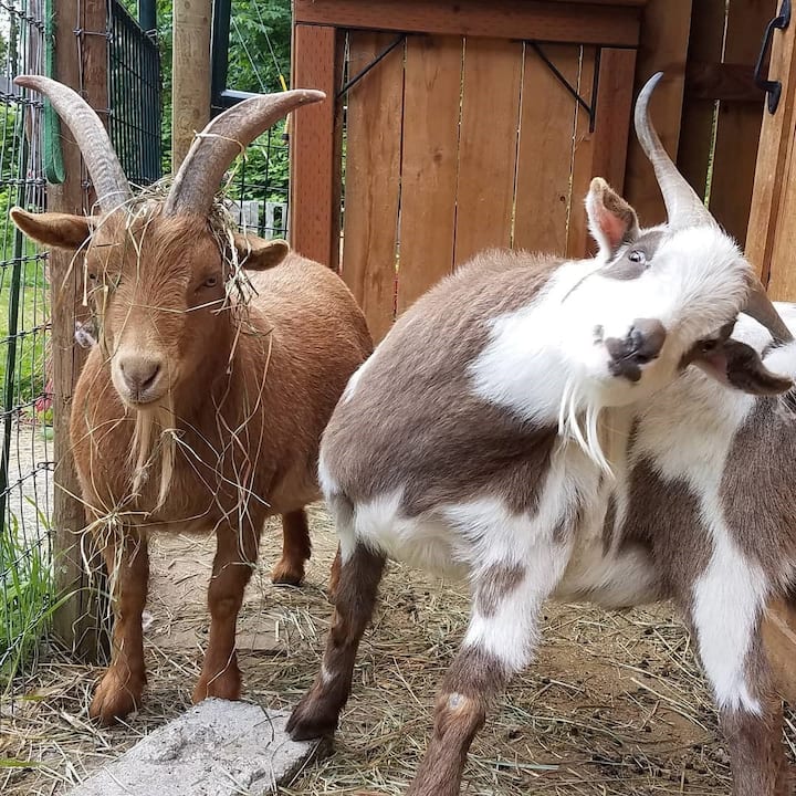Goats and Gardens