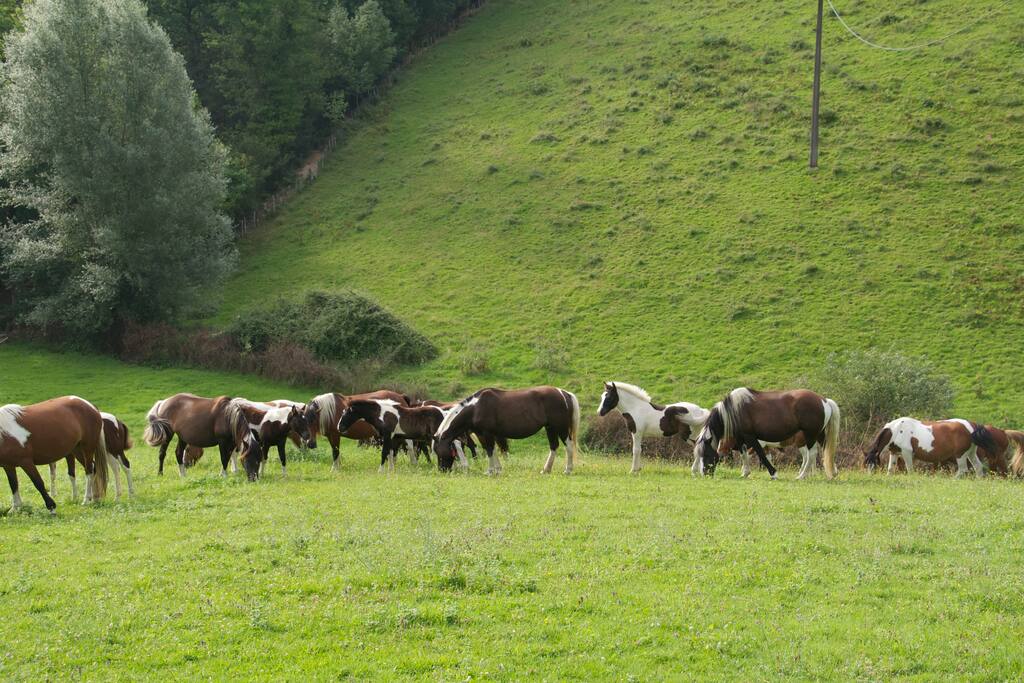 A 10 minutes de votre appartement, vous pourrez faire du cheval au centre équestre Helena.
