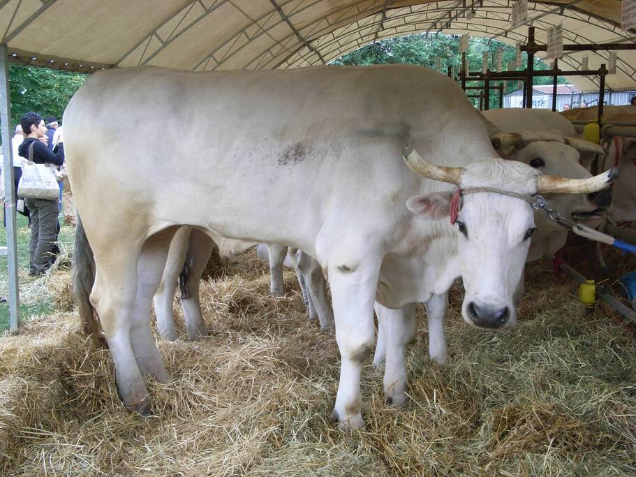 chianina