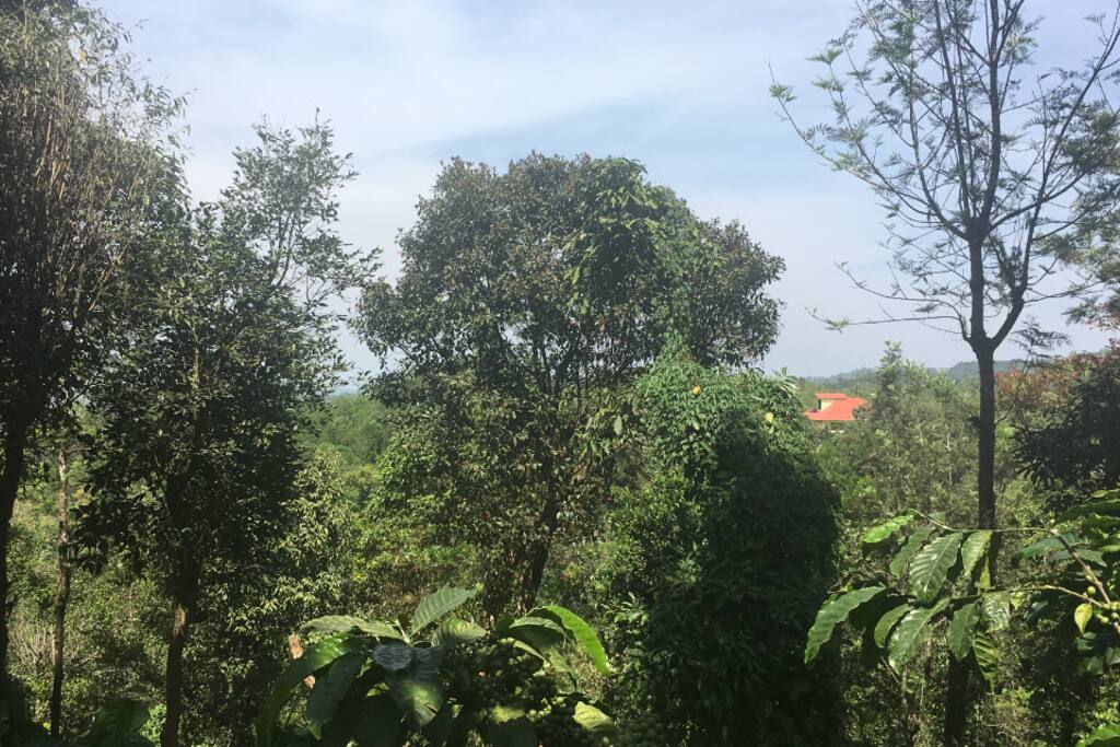 Prestine. Nature. Unlimited!
Perfect weekend get-away located on a coffee estate with fabulous views.