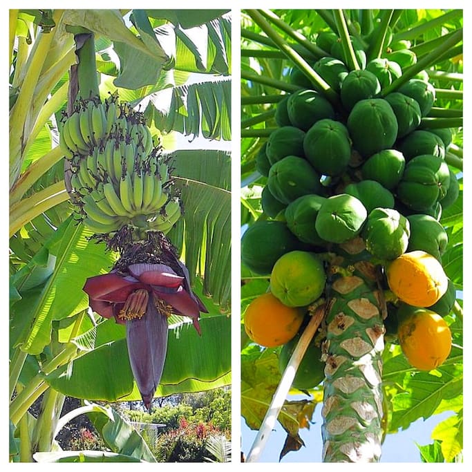 Banana and Papaya fresh from our Garden - Please help yourself :-)