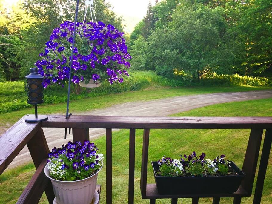 Front Yard- entrance to Property