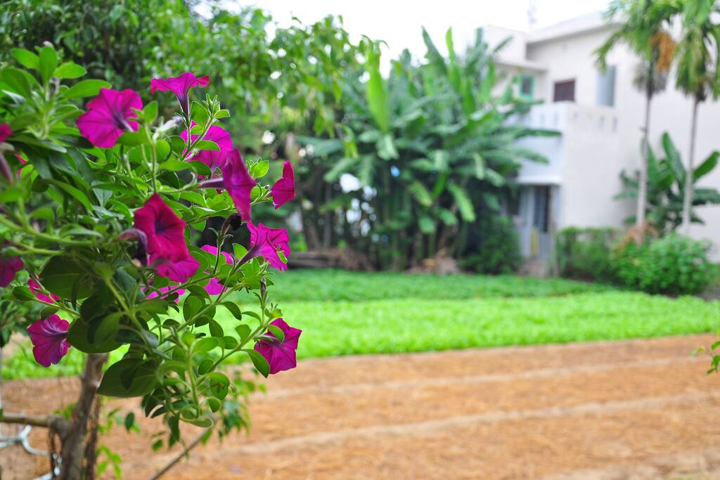 the garden