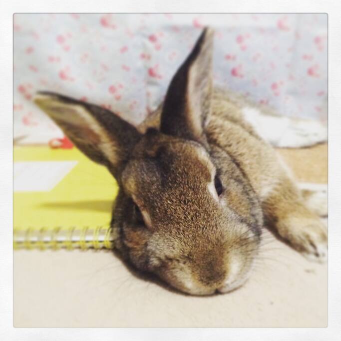 my rabbit.