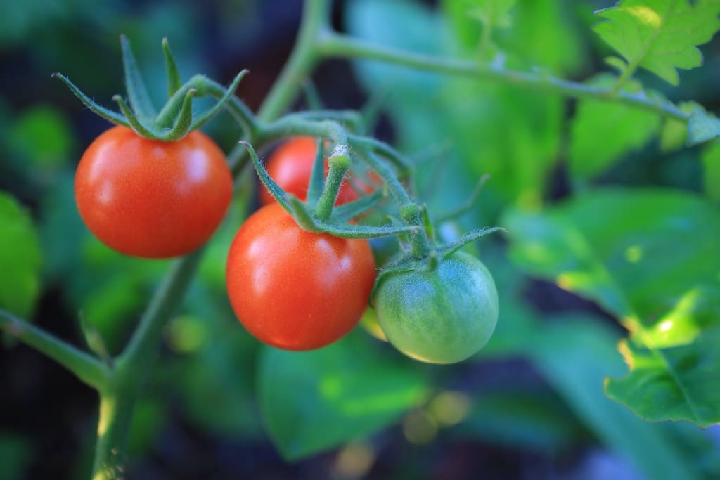 season veggies