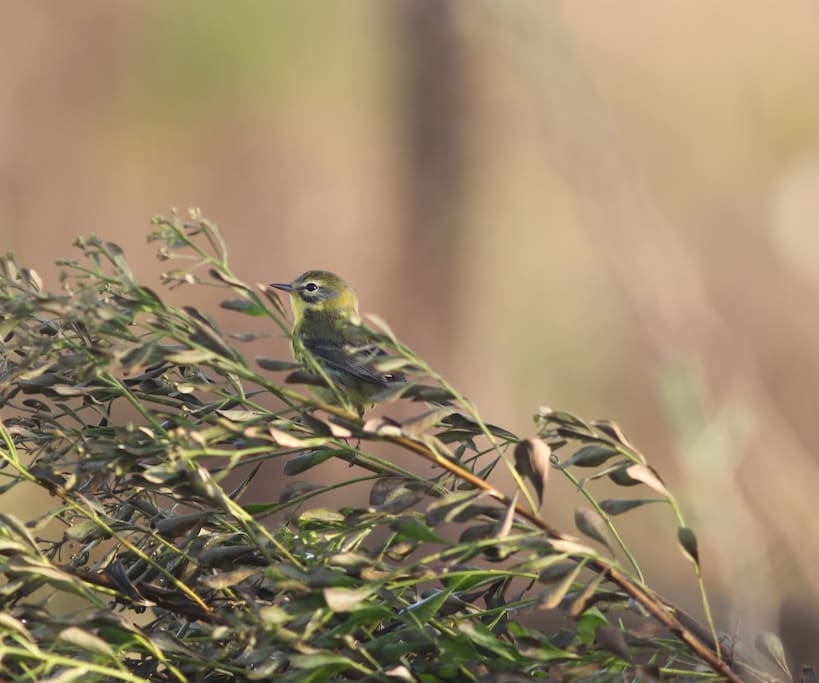 Perching birds and warblers are also common to spot
