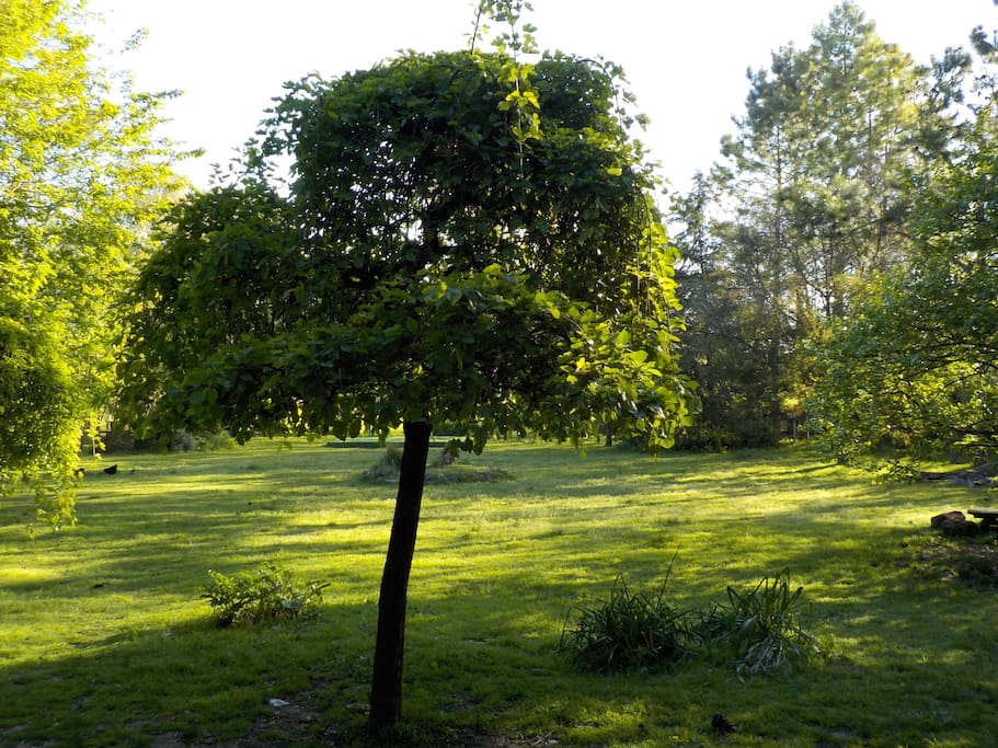 Parque