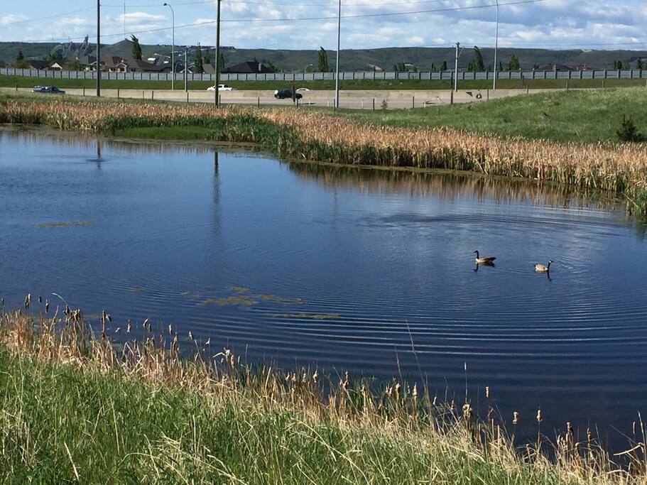 View this pond from your bedroom window or, better yet, take a walk around it.