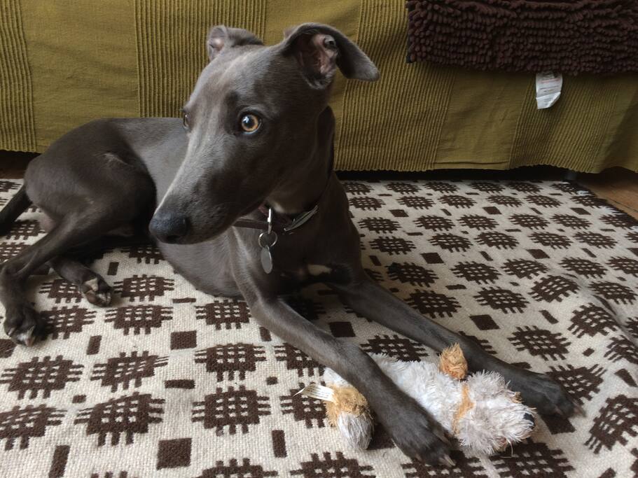 Whippet