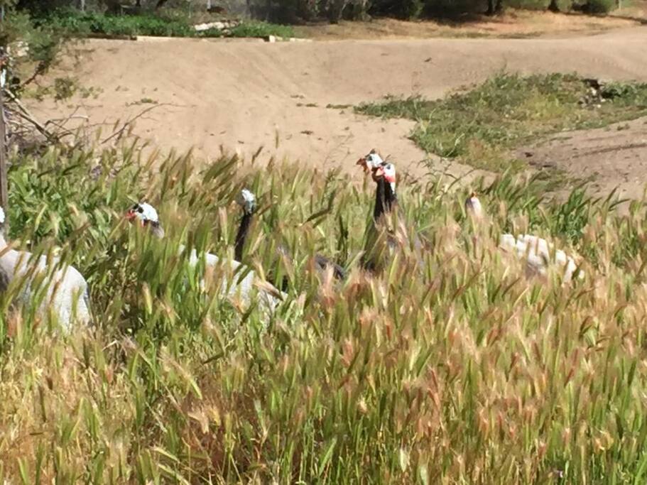 GUINEA FOWL WONDER THE PROPERTY