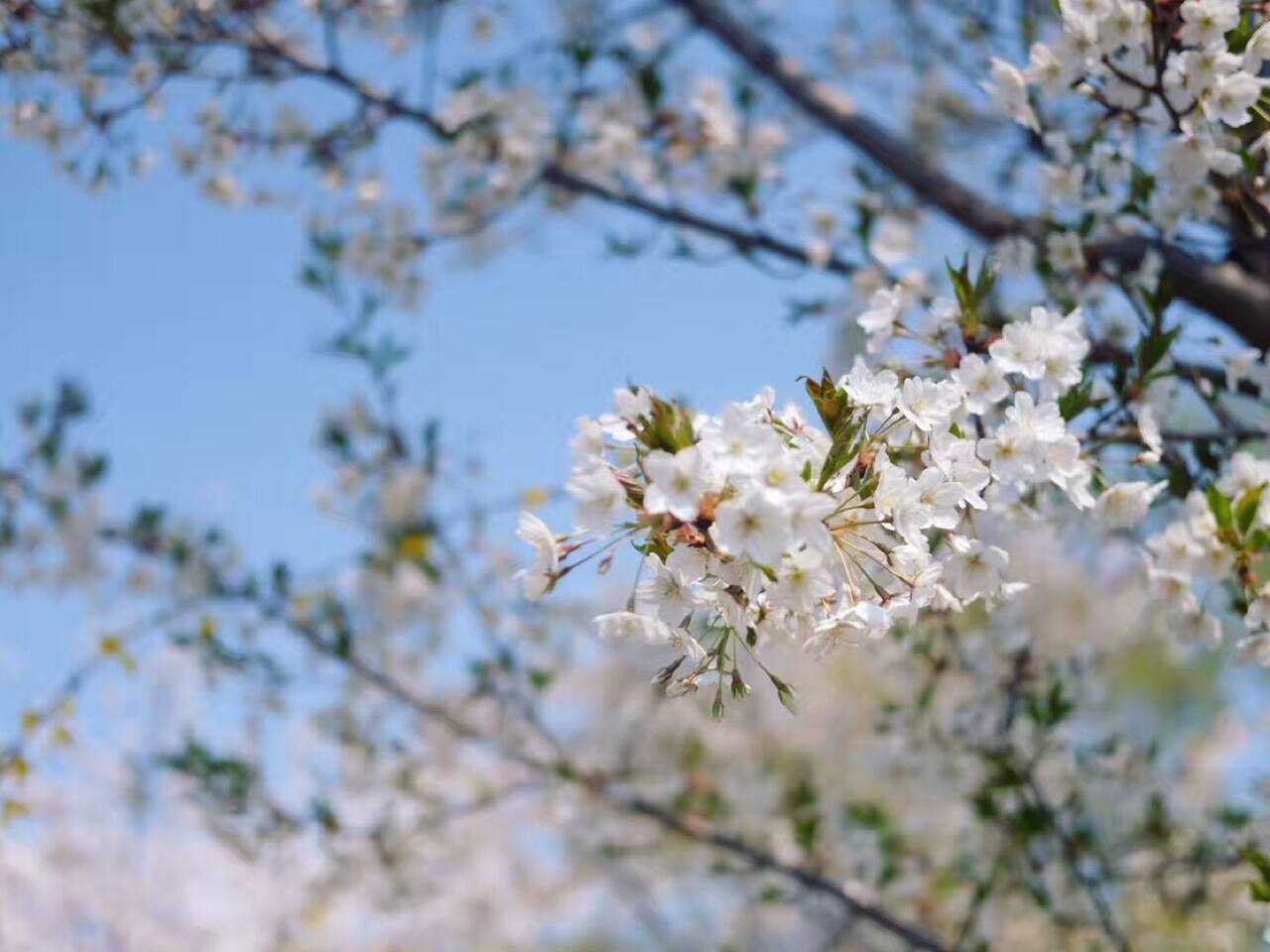 一年一次的 花见 之约 在樱花粉雪里尽享春光 北京旅游攻略 尽在airbnb爱彼迎 一年一次的 花见 之约 在樱花粉雪里尽享春光 北京旅游攻略 尽在airbnb爱彼迎