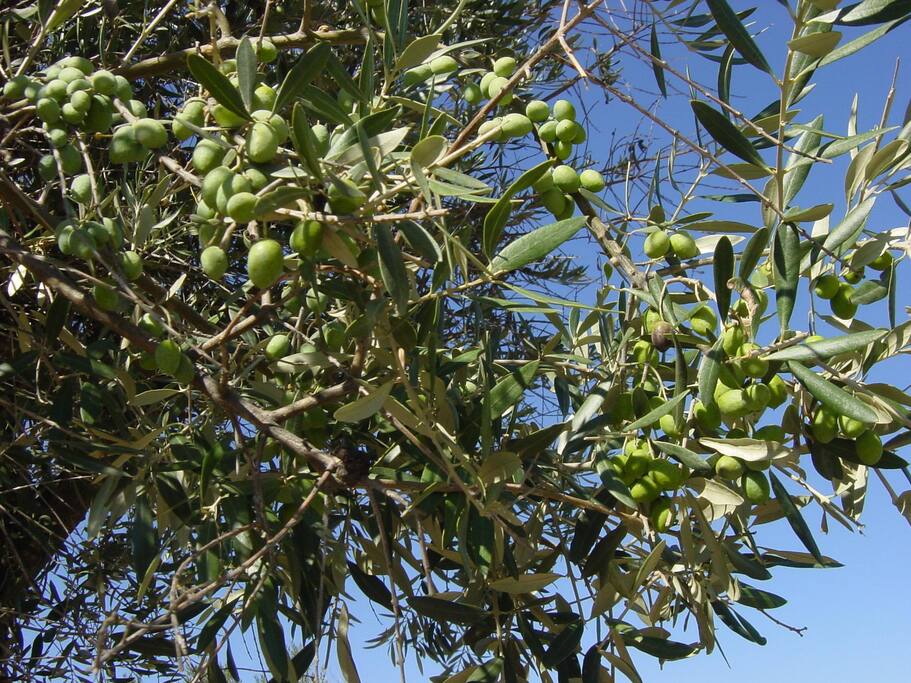 The Olive Tree and the ligth of Lisbon.