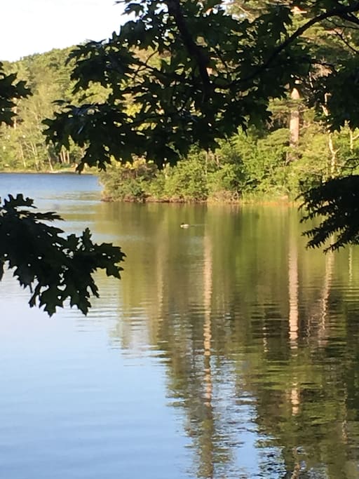 Loon with baby on back