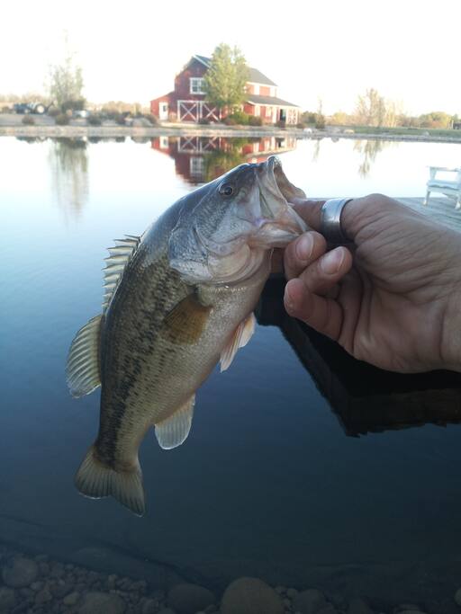 Catch and Release - Bass, Trout and Bluegill