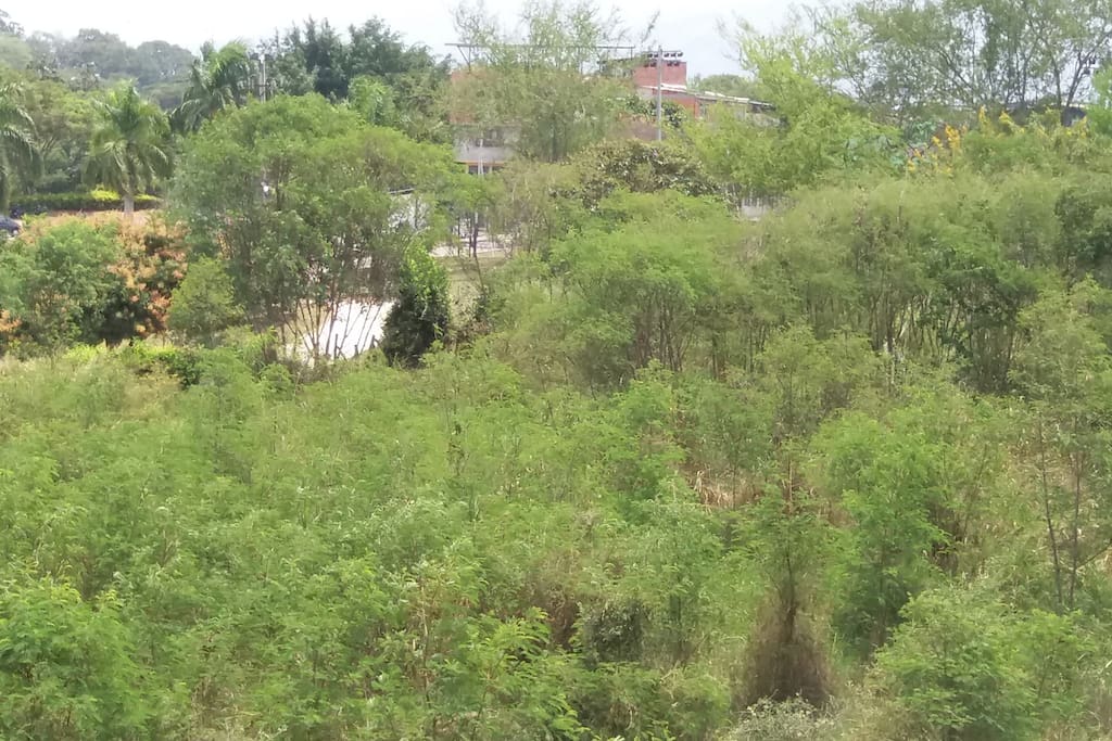 Vista desde el balcon