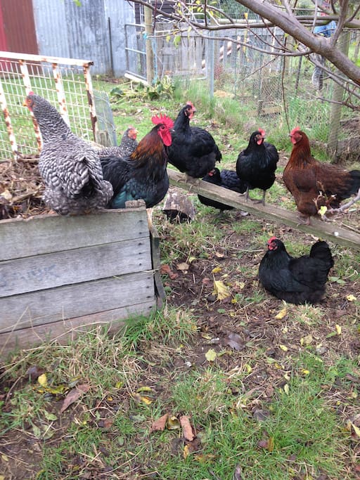 The chooks supply your fresh eggs