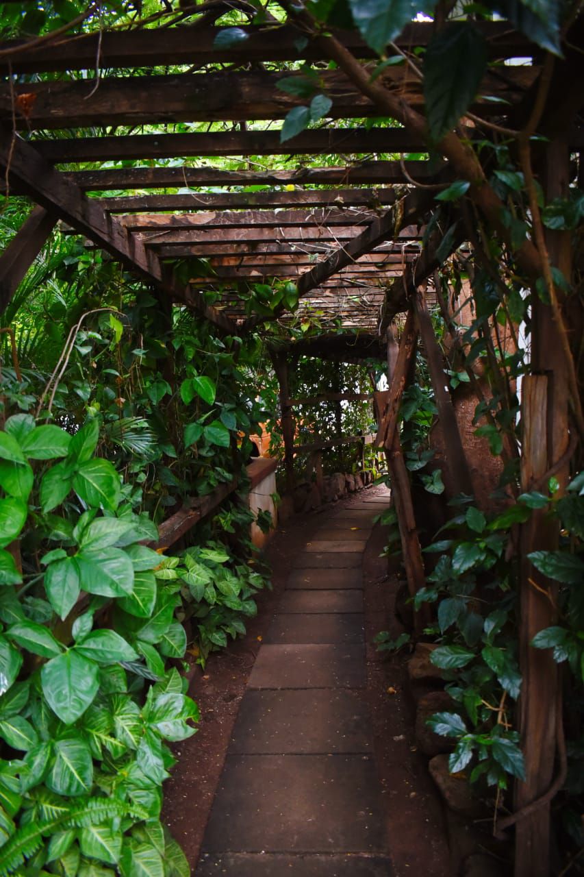 A winding pathway is framed by lush greenery, featuring a wooden trellis overhead. The path is lined with vibrant leaves and plants, creating a natural tunnel that leads through the garden. The atmosphere suggests a tranquil retreat surrounded by nature.