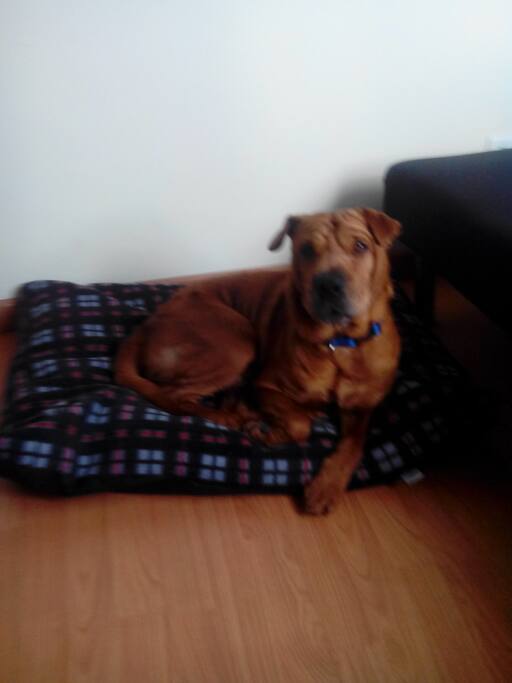 El es Lukas, nuestro peludo adoptado