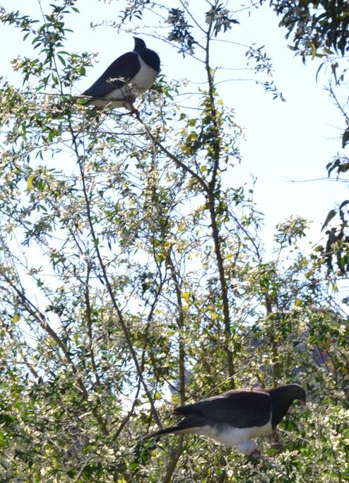 kereru