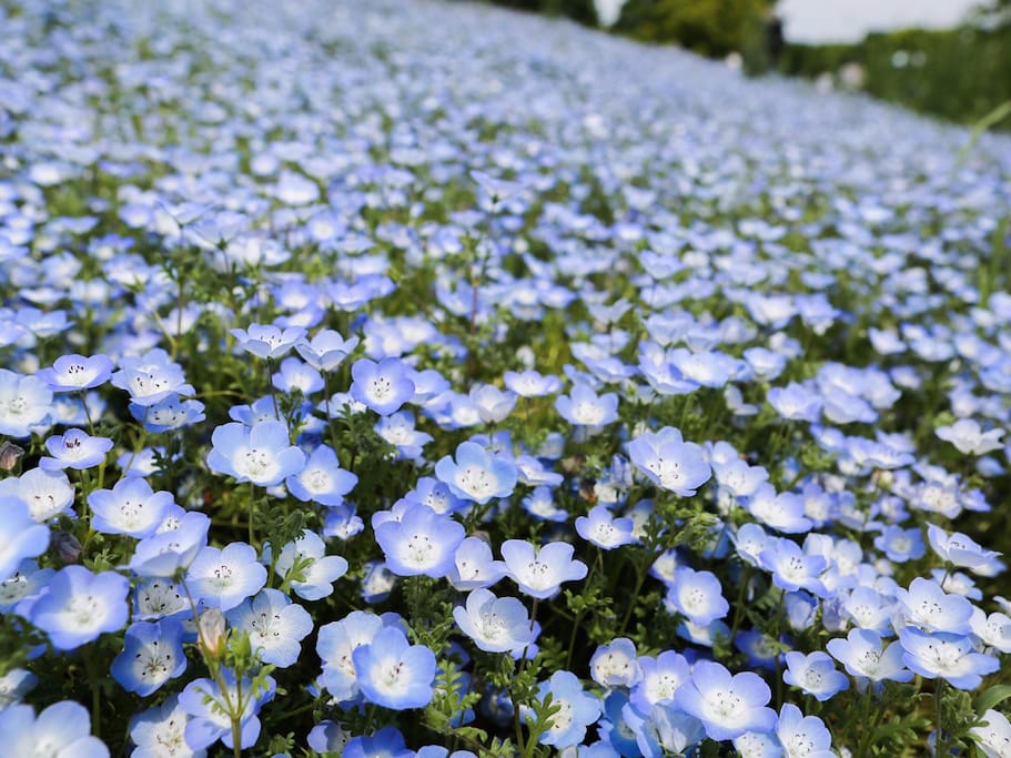 东瀛花物语 大海旁 碧空下 水天一色的蓝色花海 日本旅游攻略 尽在airbnb爱彼迎