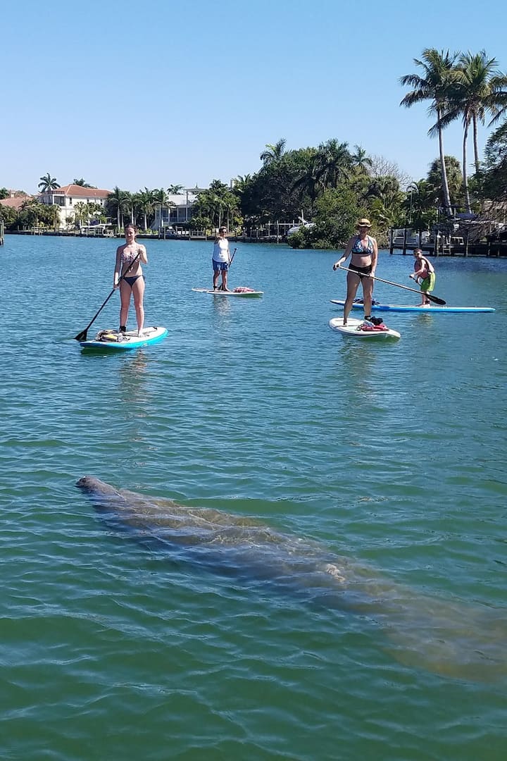 Manatees love to come say hello. 
