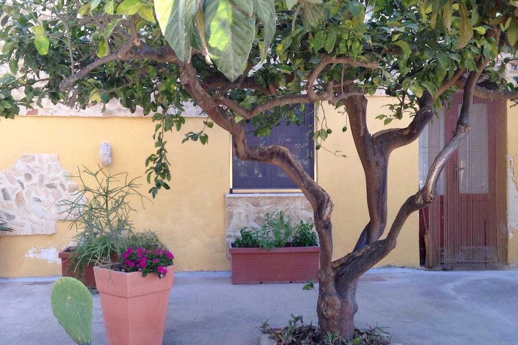 Taste Sicilian Lemons!... Yes that's a lemon tree