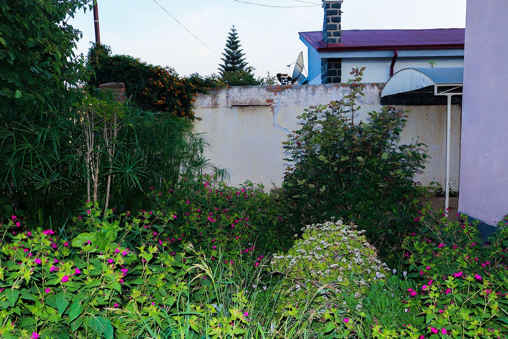 Front Garden