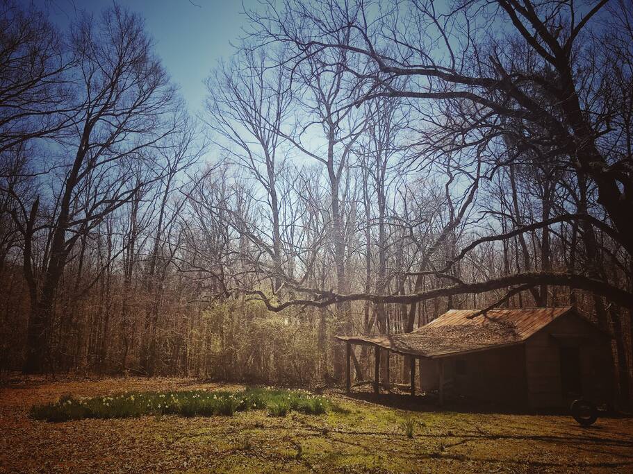 Back yard