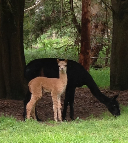 Pennyroyal Cottages – 3 cottages sleeps 28 gallery image 3