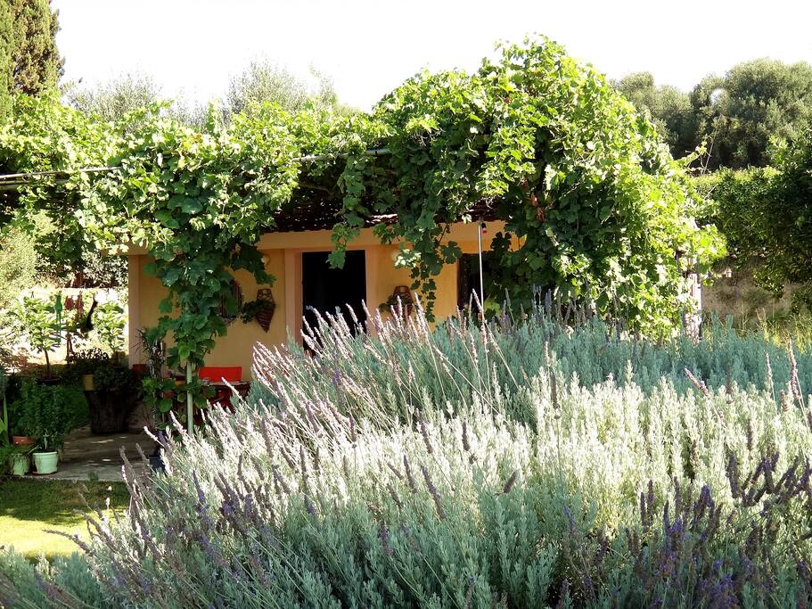 the cottage and the lavender plantings